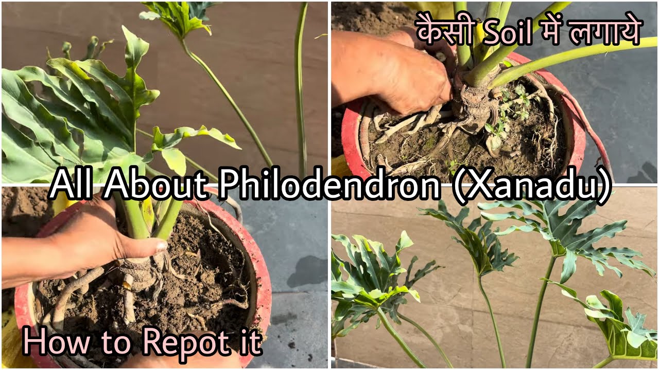 All About Philodendron Xanadu | How to Repot Philodendron | किस Location में रखे | Soil Mix 🪴 