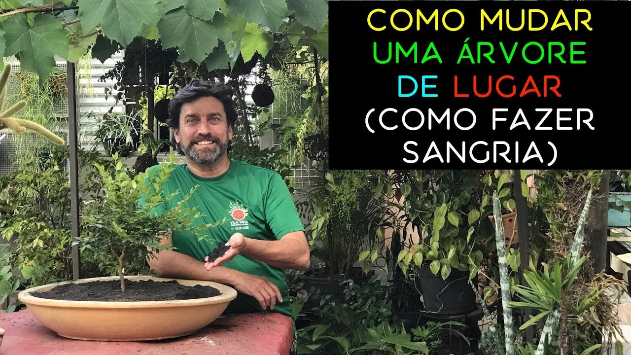 Como Mudar Uma Árvore de Lugar (Como Fazer Sangria)