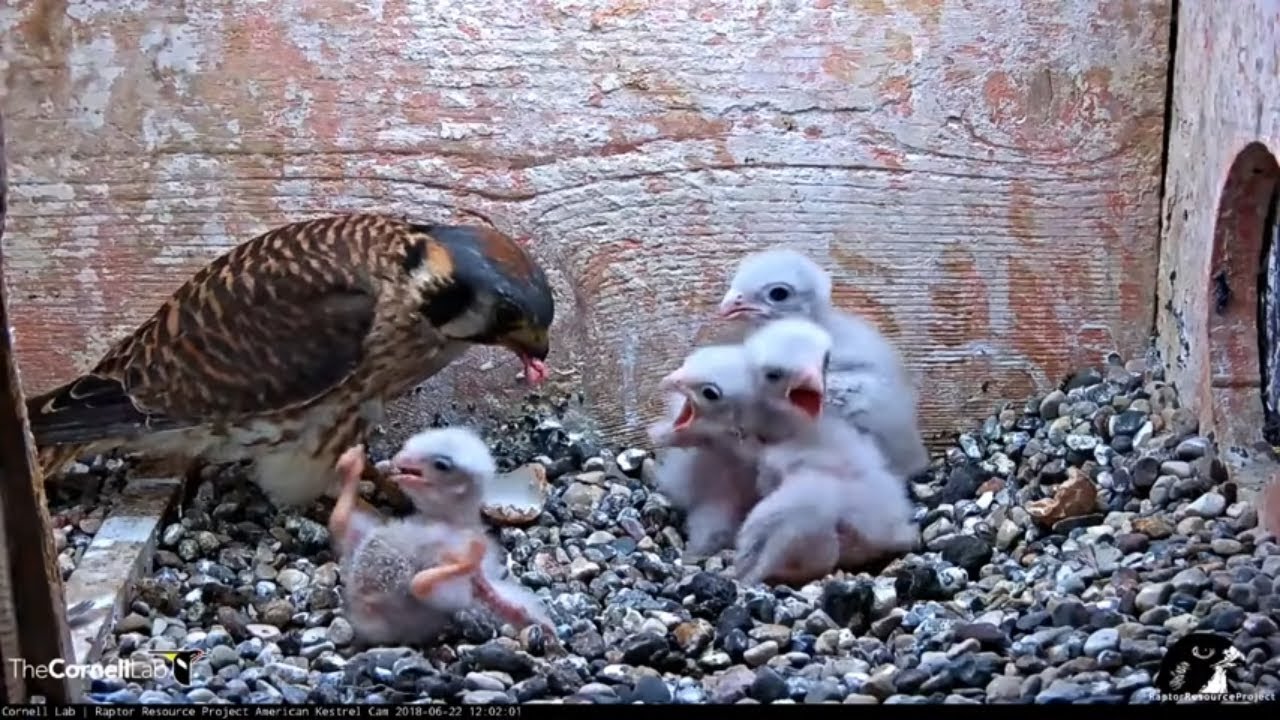 Vole Fed To Kestrel Nestlings, Smallest Chick Tumbles And Is Returned By Female &ndash; June 22, 2018