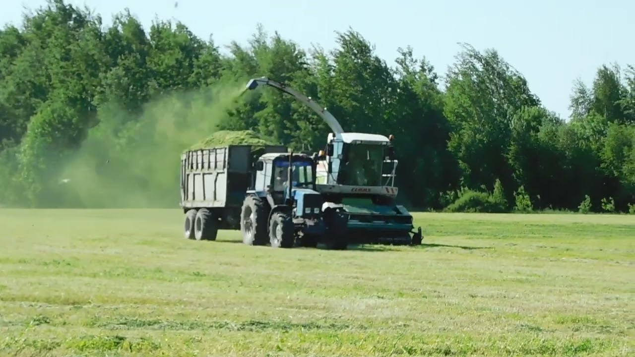 Сенаж 2025: CLAAS Jaguar 870 и МТЗ 1221.2 + ПСС-15.