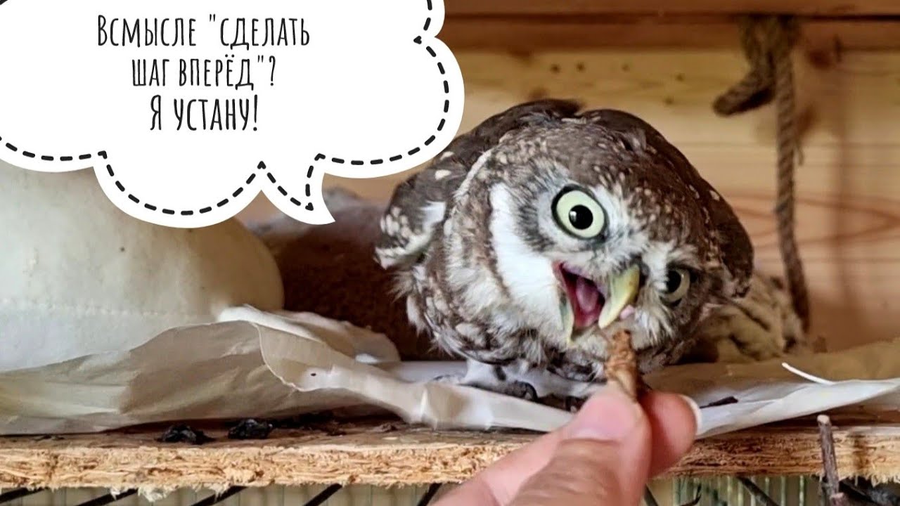 Кошка Морошка - лягушка! Трогаем сову Ёль за ногу, даём сверчков сычу Лучику, любуемся сычом Чу