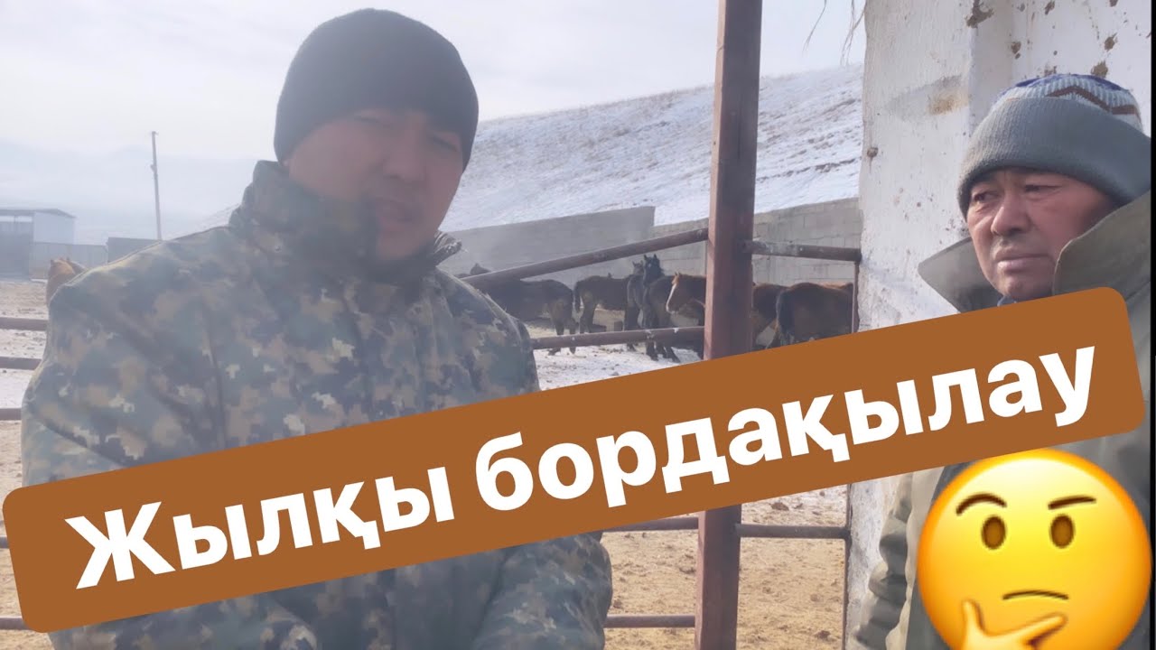 Жылқы малын қалай бордақылаймыз🤔