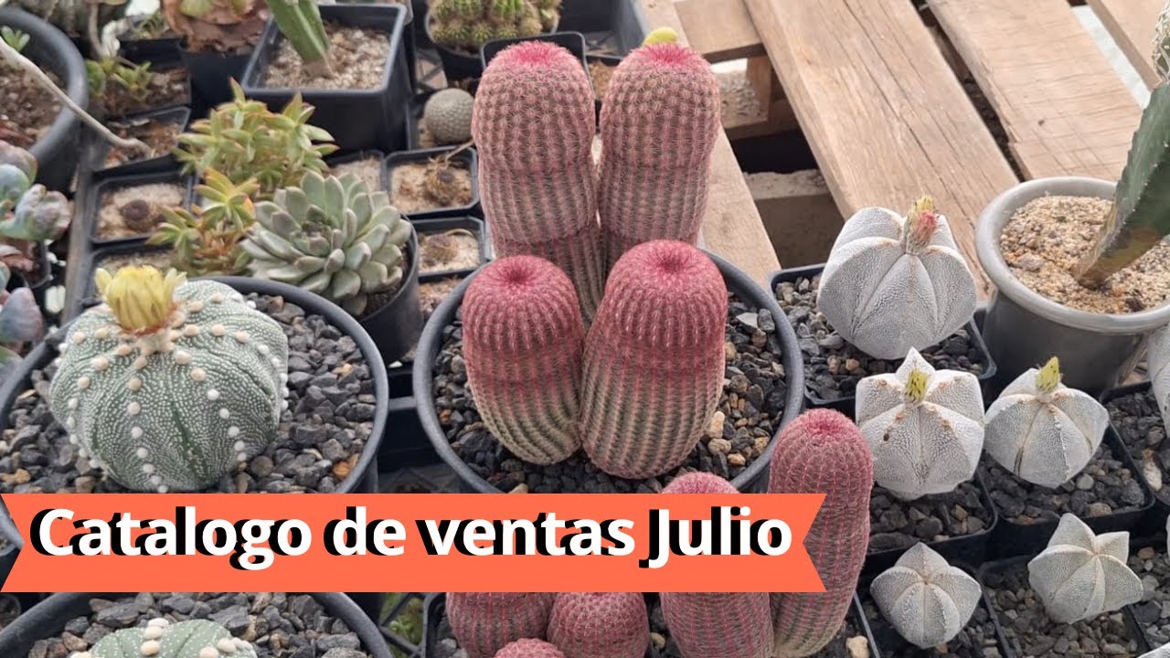 Catálogo Julio de SUCULENTAS y CACTUS con nombres! (Venta)