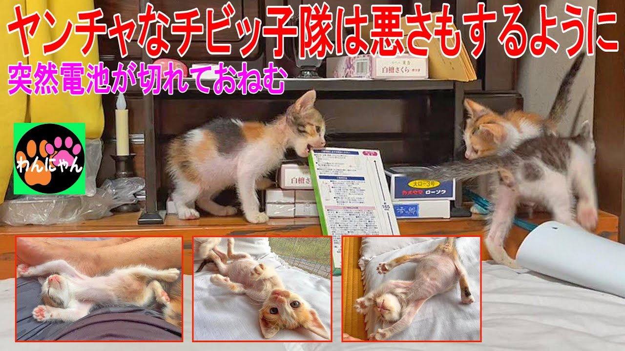 ヤンチャなチビッ子隊は悪さもするように