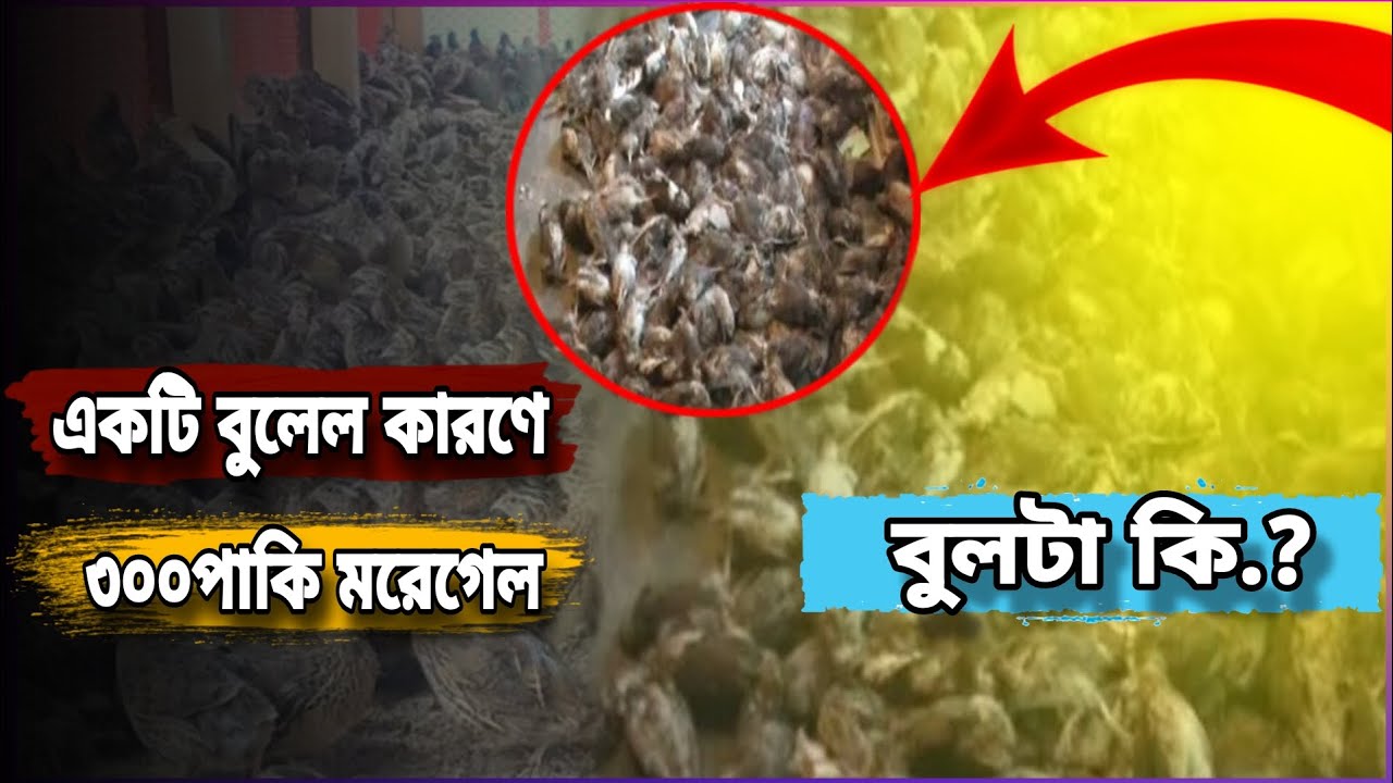 ১টি বুলের কারণে অনেক টাকা লছ৷ কারণ টা কি..?#bismillah #bismillah #মৌলবীবাজার 