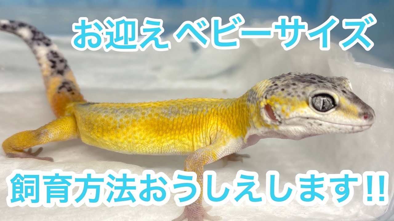 ［レオパ］ベビーサイズ飼育方法教えます