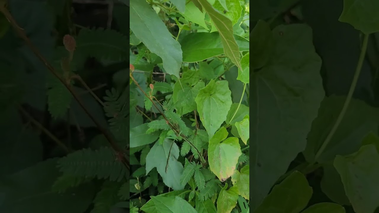 Самое скромное растение Шри-Ланки 🇱🇰Мимоза стыдливая.#шриланка#унаватуна#мимозастыдливая#джунгли