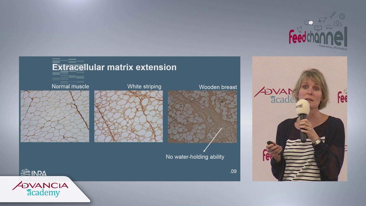 Muscle biology and meat quality, Advancia 2018 (Bangkok)