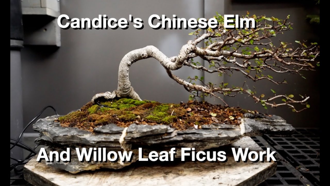 Candice's Elm and Willow Leaf Ficus Work:  Dave's Bonsai 372
