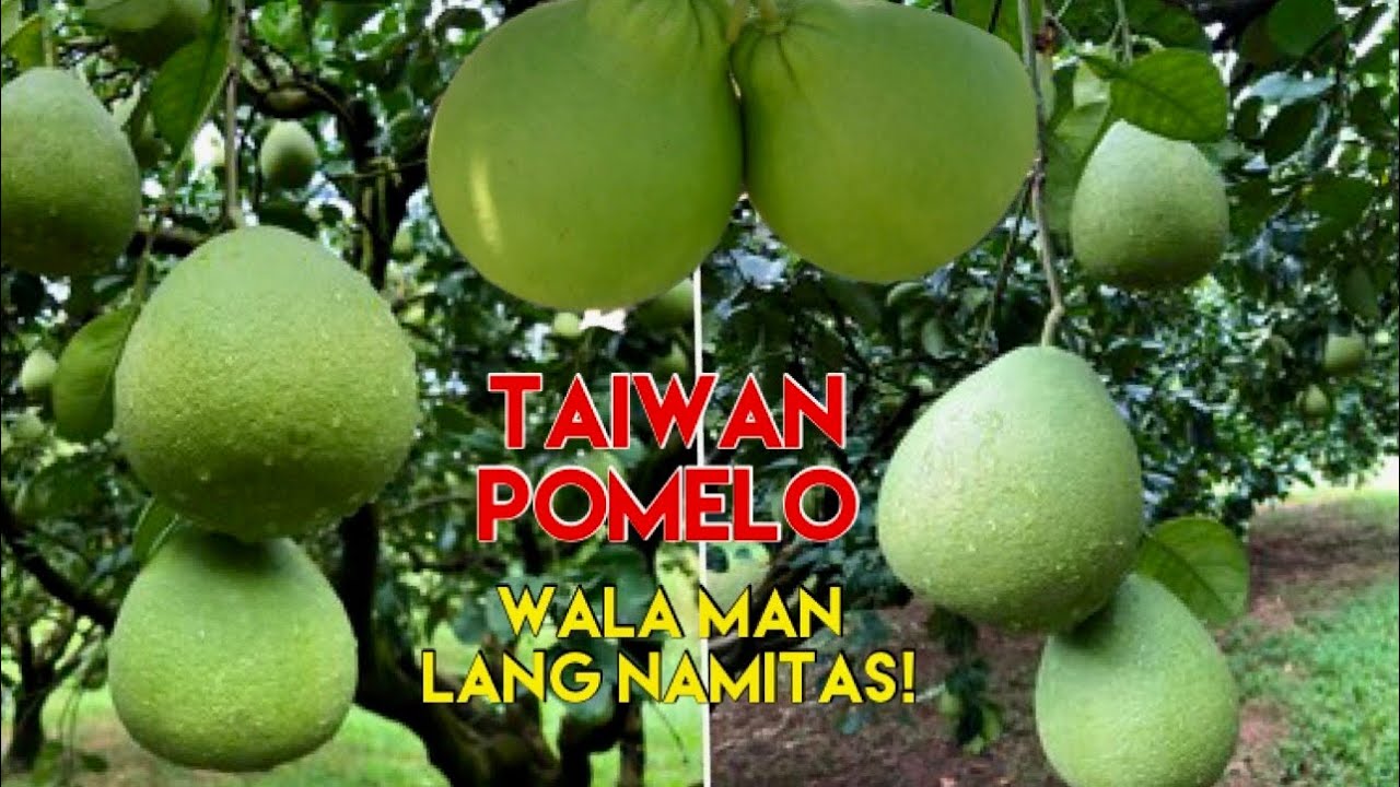 TAIWAN POMELO MAS MATAMIS PA SA JOWA MO #BUHAYCARETAKERSATAIWAN