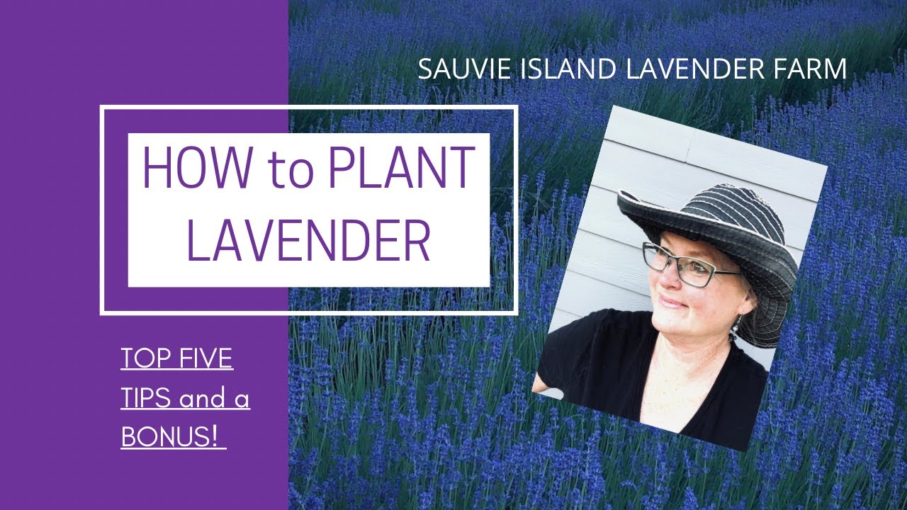 How to Plant Lavender | Top 5 Tips | Planting in Containers | Planting in the Garden