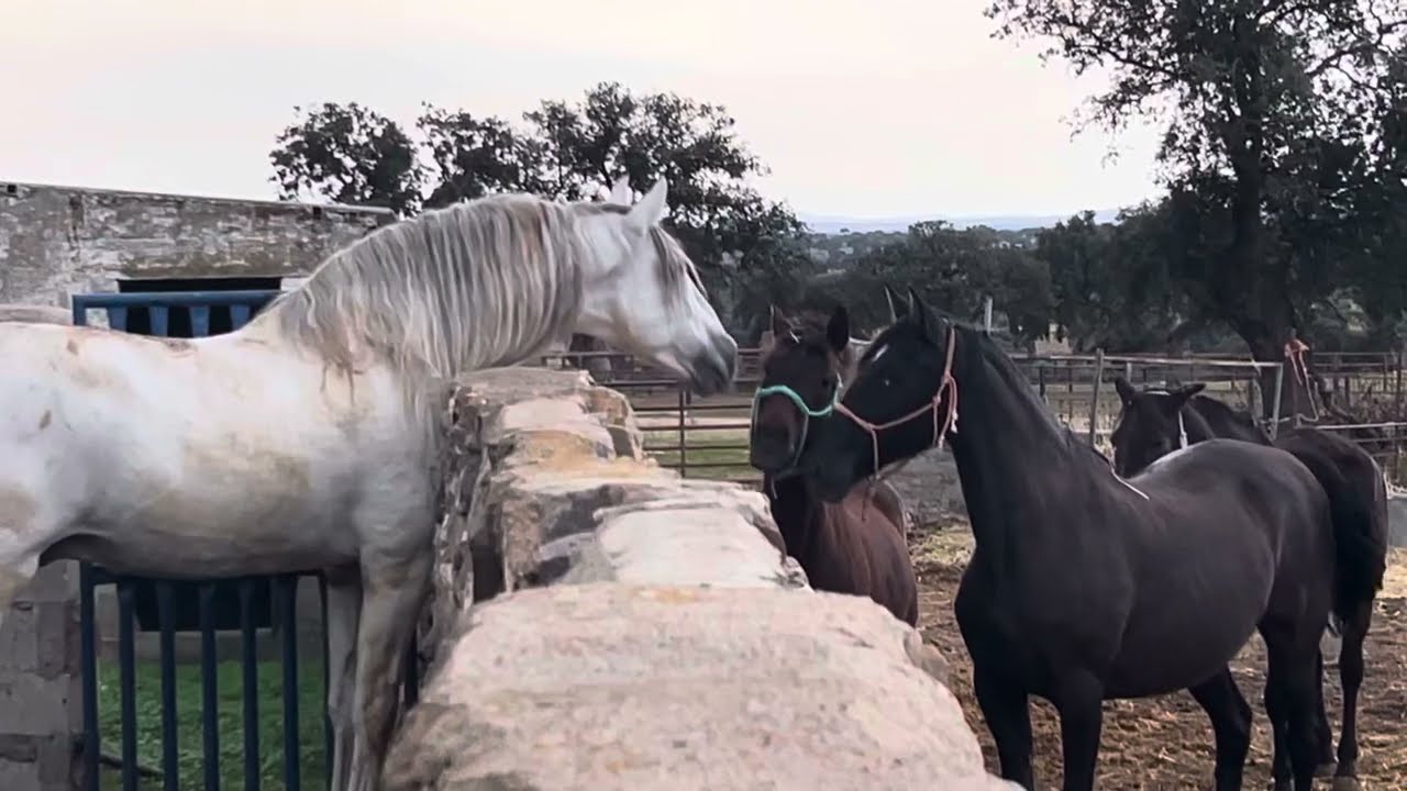 Caballo Semetal recelando yeguas.revisando celo de la piara de yeguas 