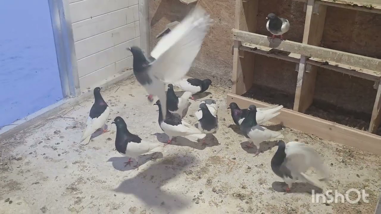 Coś dla koneserów Ciemnych 😀