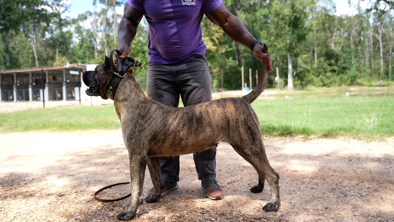 Why Presa Canario Females Are Built DIFFERENT!