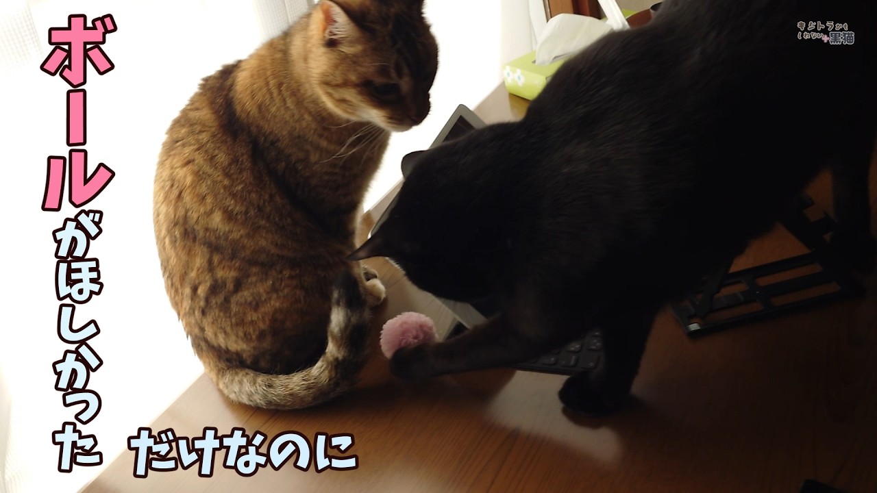 鉄拳猫パンチをもらう黒猫