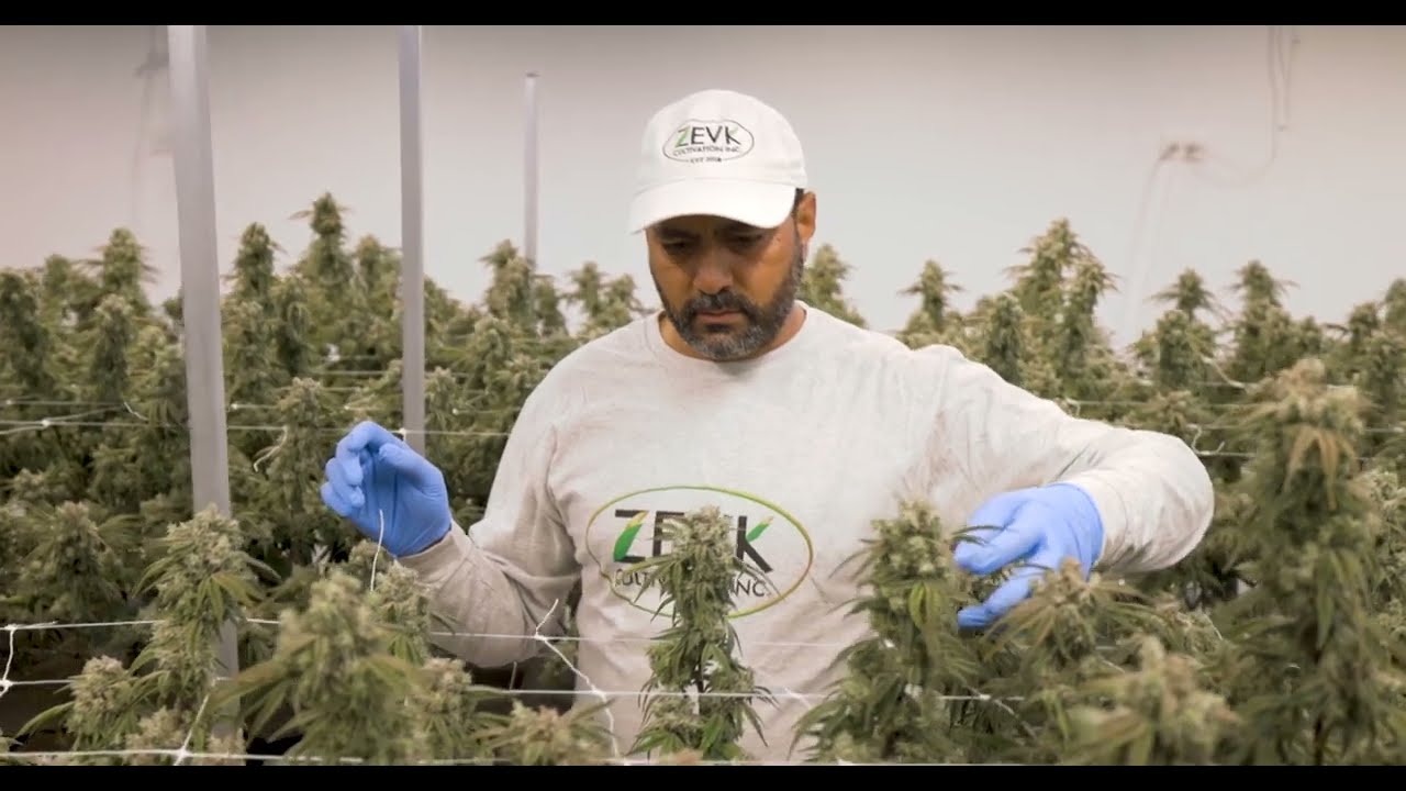 Visit the Zevk Cultivation Facility - Featuring Aelius LED