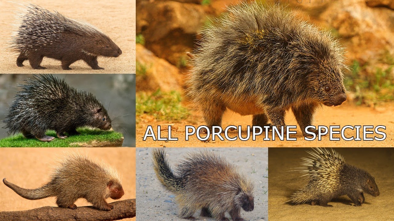 All Porcupine species