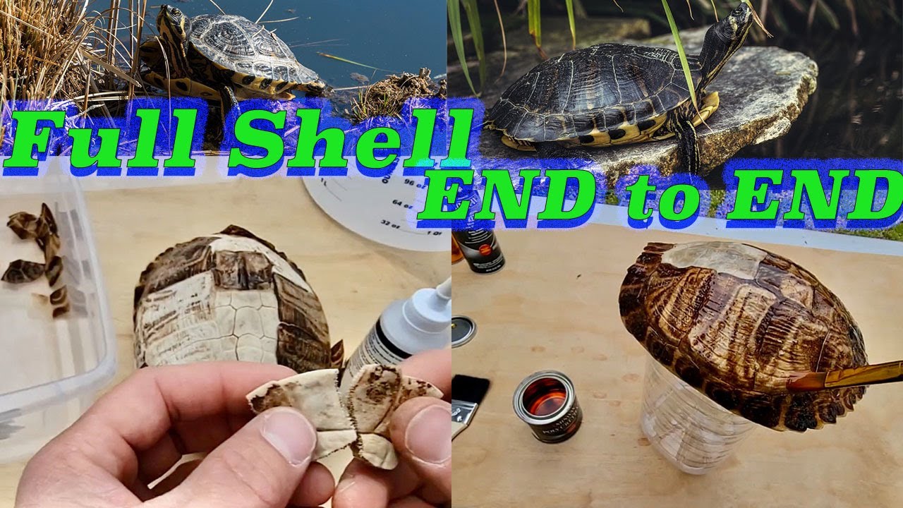 КАК ОЧИСТИТЬ И СОХРАНИТЬ ЦЕЛЫЙ ПАНЦИРЬ ЧЕРЕПАХИ НА ВСЮ ЖИЗНЬ 🐢