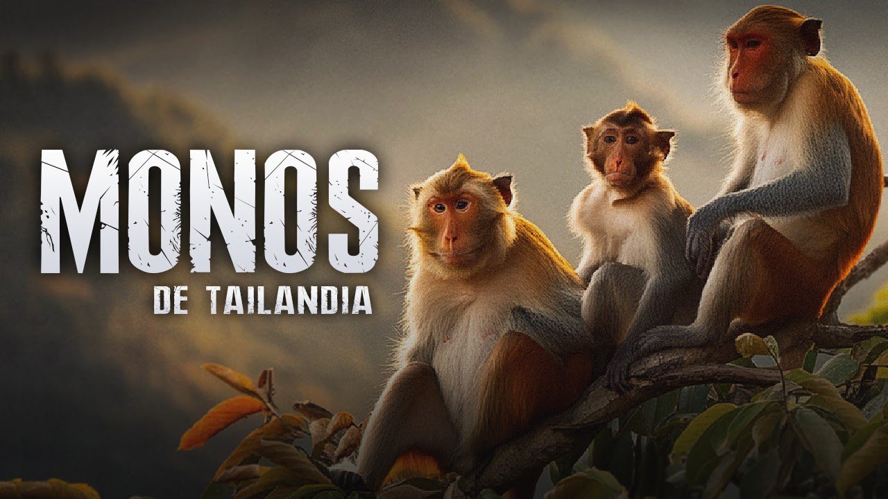 El REINO de los MONOS de Tailandia &middot; DOCUMENTAL de monos