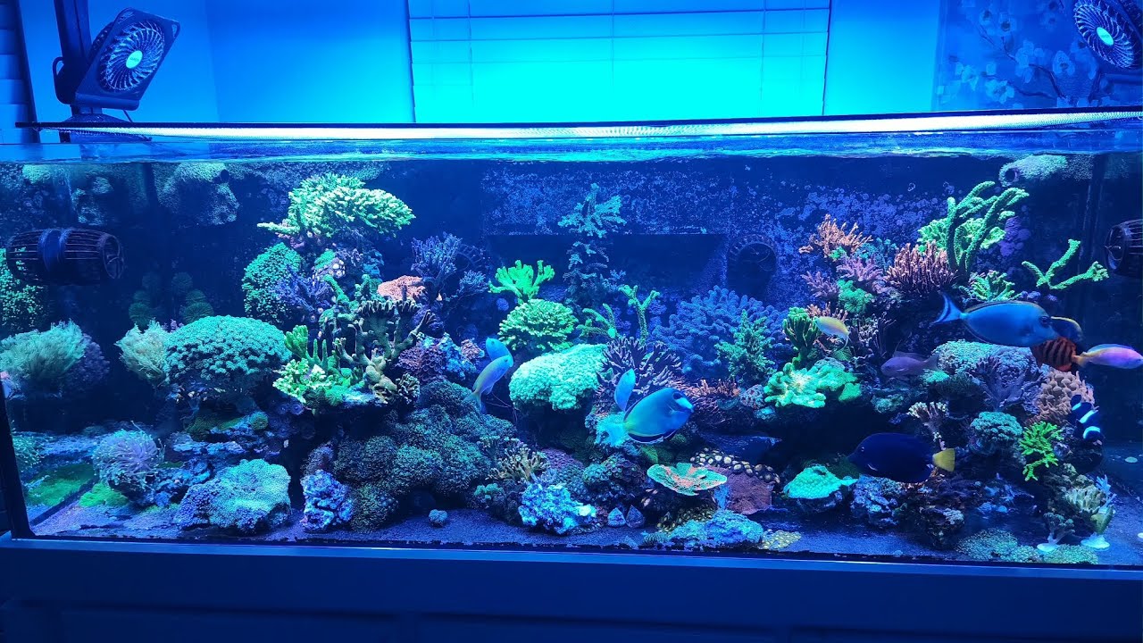 Reef Tank #aquarium #reef #fish #saltwateraquarium