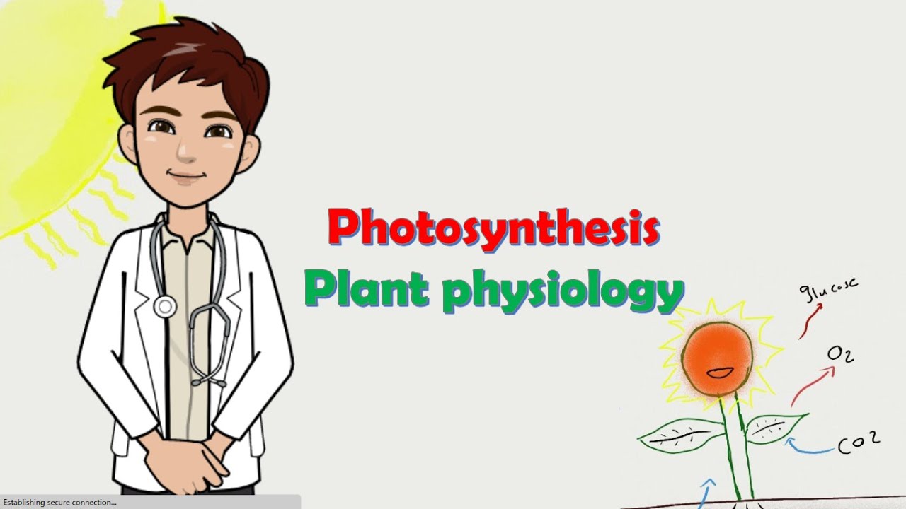 photosynthesis | البناء الضوئي - light (ELC) & Dark Reactions (Calvin cycle) - (Ar)