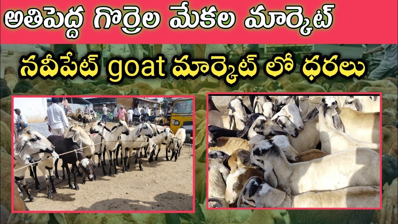 biggest goat and sheep market in India || navipet goat and sheep market prices