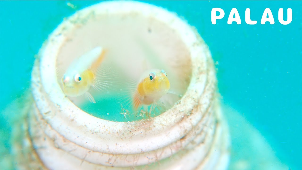 【4K】パラオ水中映像