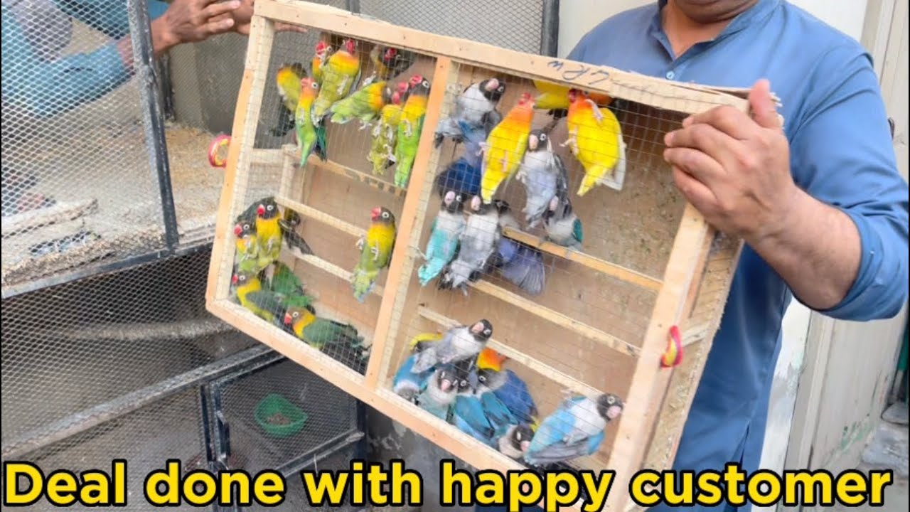 Love birds colony deal | jb birds gujranwala | love bird breeder pairs