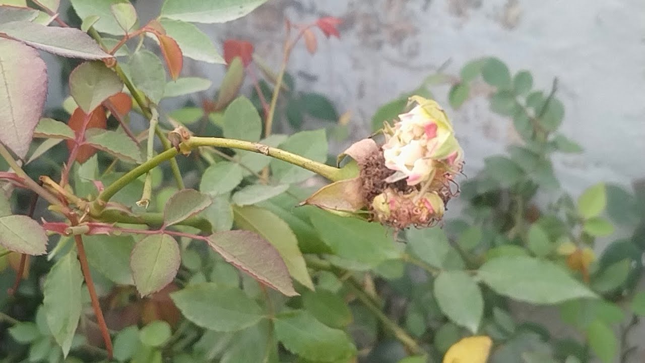 Sulochnagarden is live! गुलाब के अंदर से गुलाब
