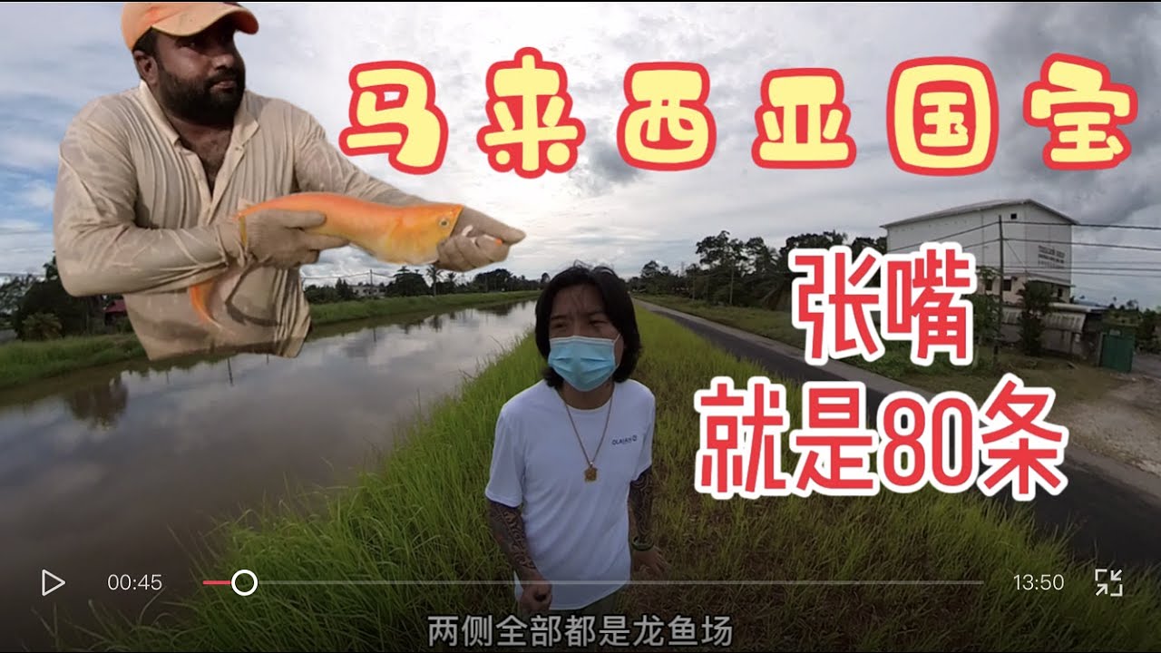 马来西亚国宝--金龙鱼