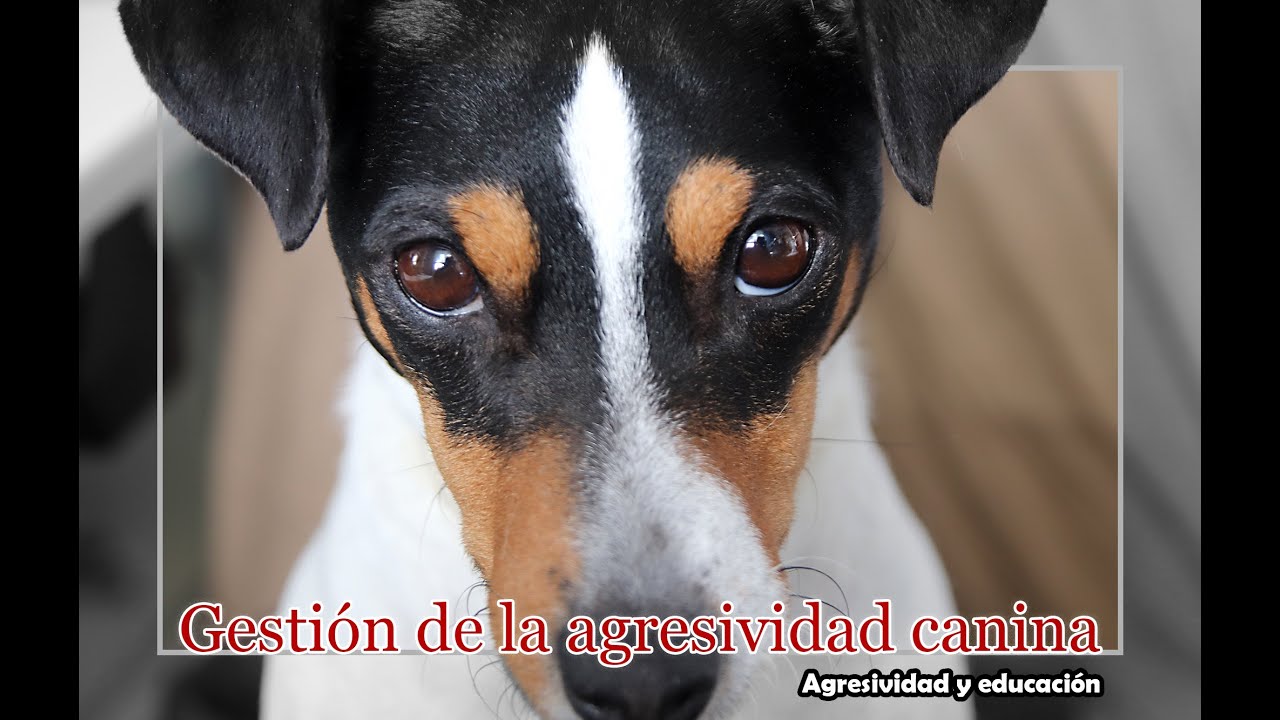 Gestión de la agresividad en perros dirigida a las personas #educacióncanina #etología #perros