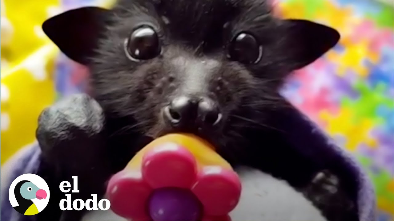Un día en la vida de un murciélago rescatado | El Dodo