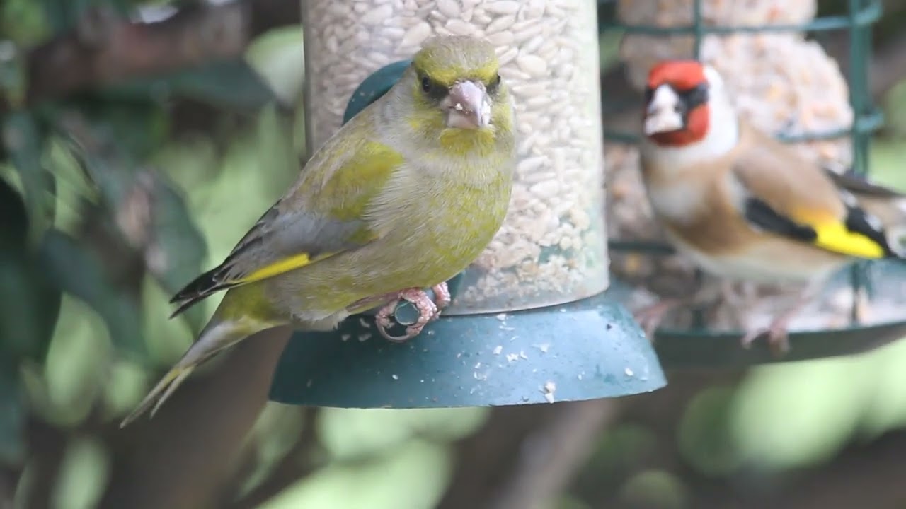 Big Garden Birdwatch Jan 2023 - Finch action at the feeder