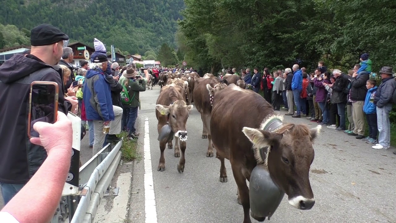 Viehscheid Bad Hindelang 2017