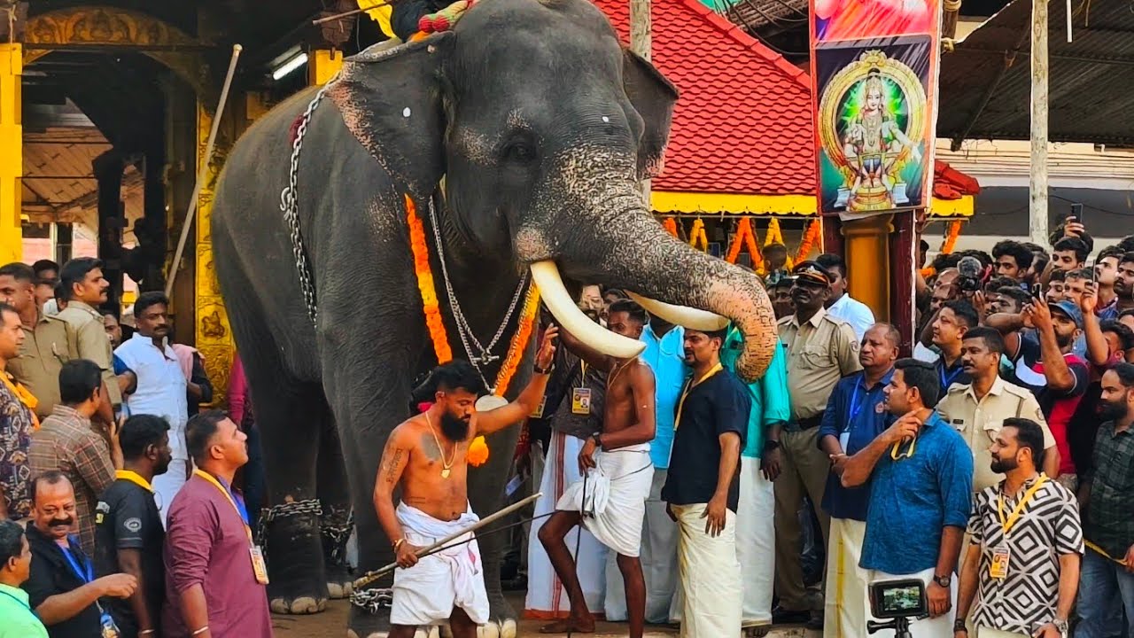 Mambi @ Thirunakkara pooram 2025 | മാമ്പി കല്യാണം കഴിഞ്ഞ് ആദ്യം എത്തിയ തിരുനക്കര പൂരം