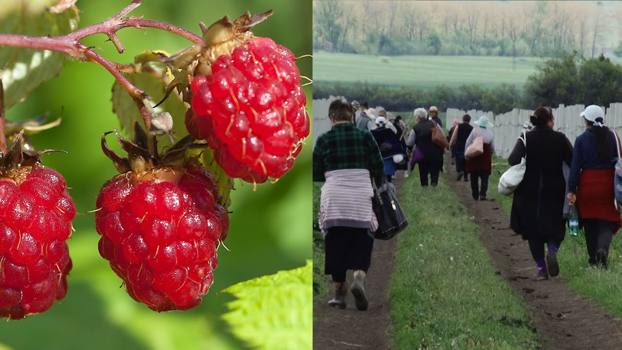«Անհետացող» ներդրումներ,անհետացող խոստումներ,վերացող ազնվամորի