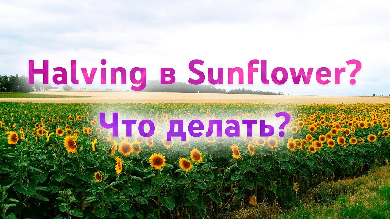 Sunfower что произошло? Что делать? Все продавать? Halvening
