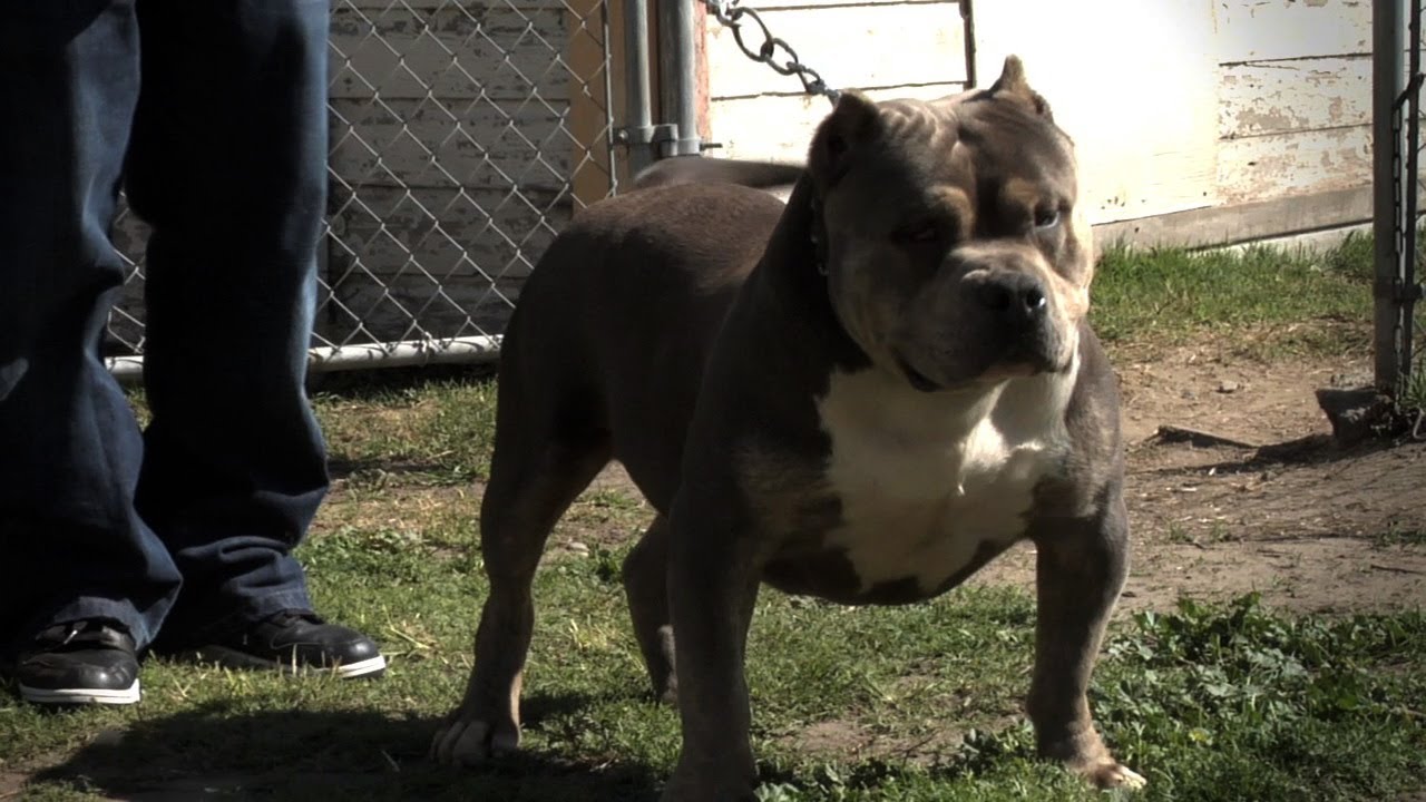 BULLY BAD ASS TV VOLUME 3 - AMERICAN BULLY DVD