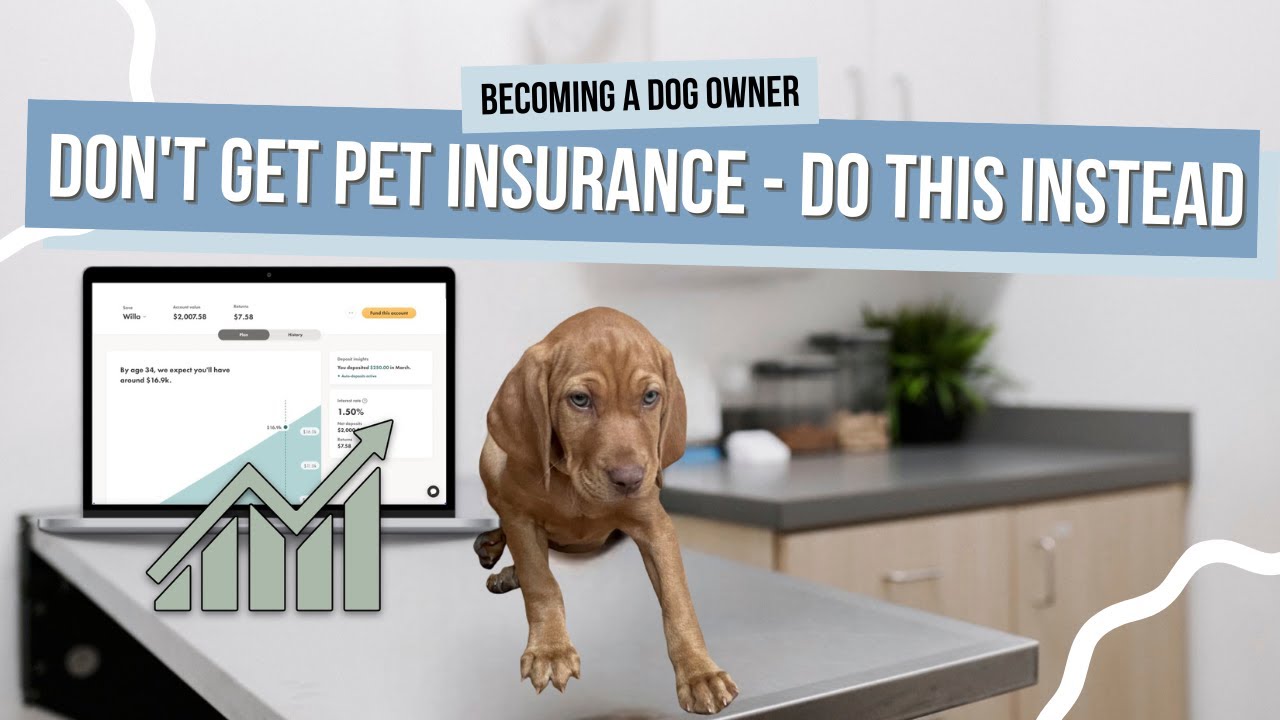 Why You Shouldn't Get Pet Insurance | Do THIS Instead
