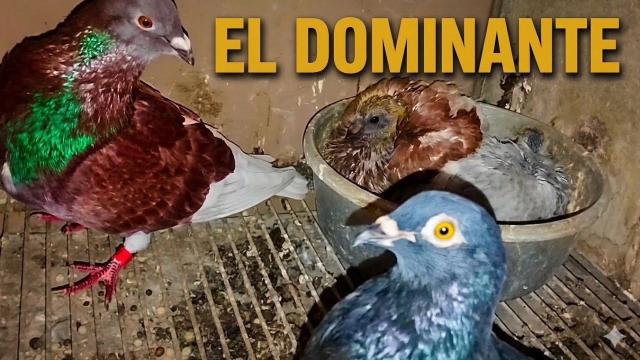 Pareja : ROJO * OSCURA = todos los hijos serán pigmento rojo..( pigmento negro ninguno ) palomos .