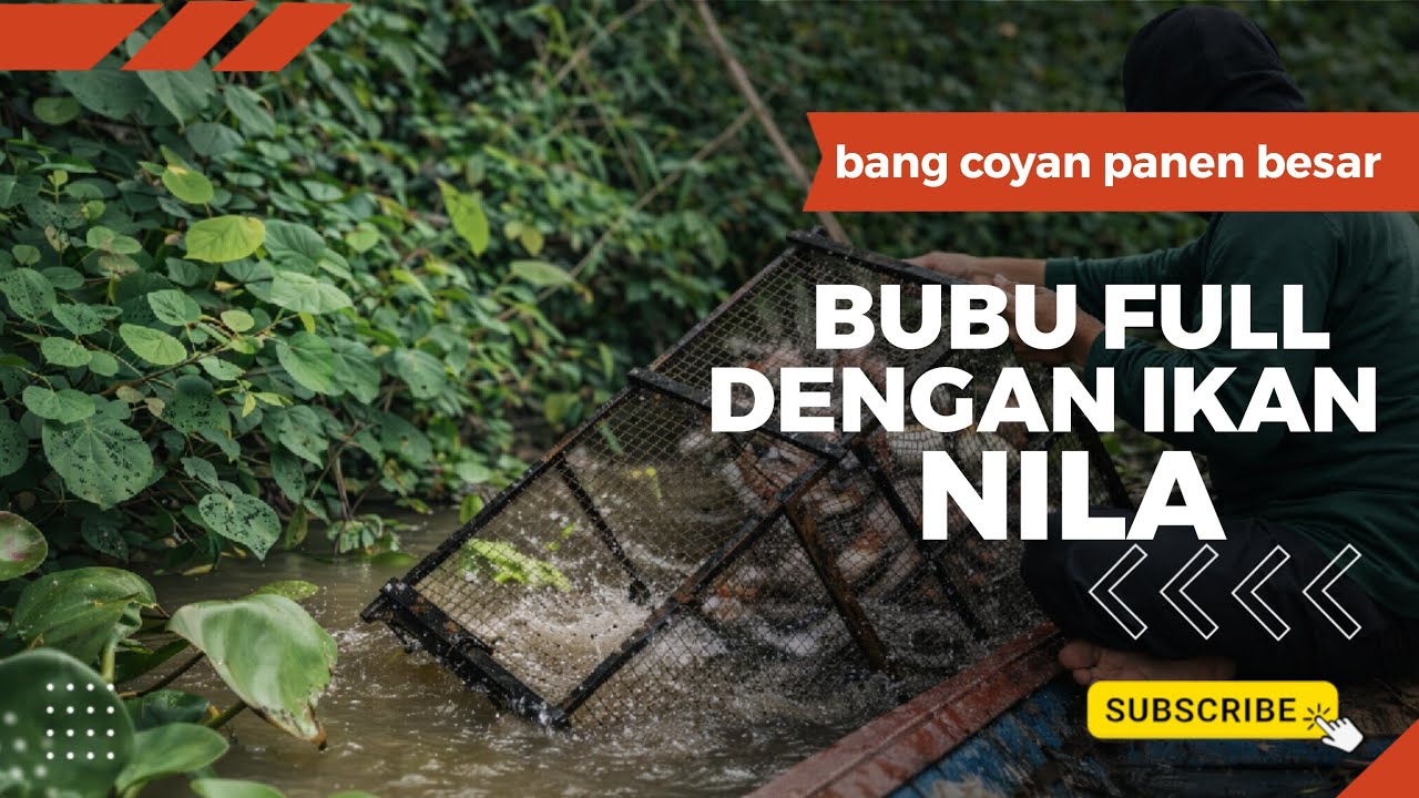 🔥 Sekali Angkat! Bubu Penuh Ikan Nila Besar