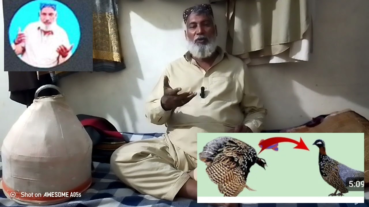Kaly teetar ki musti ki video