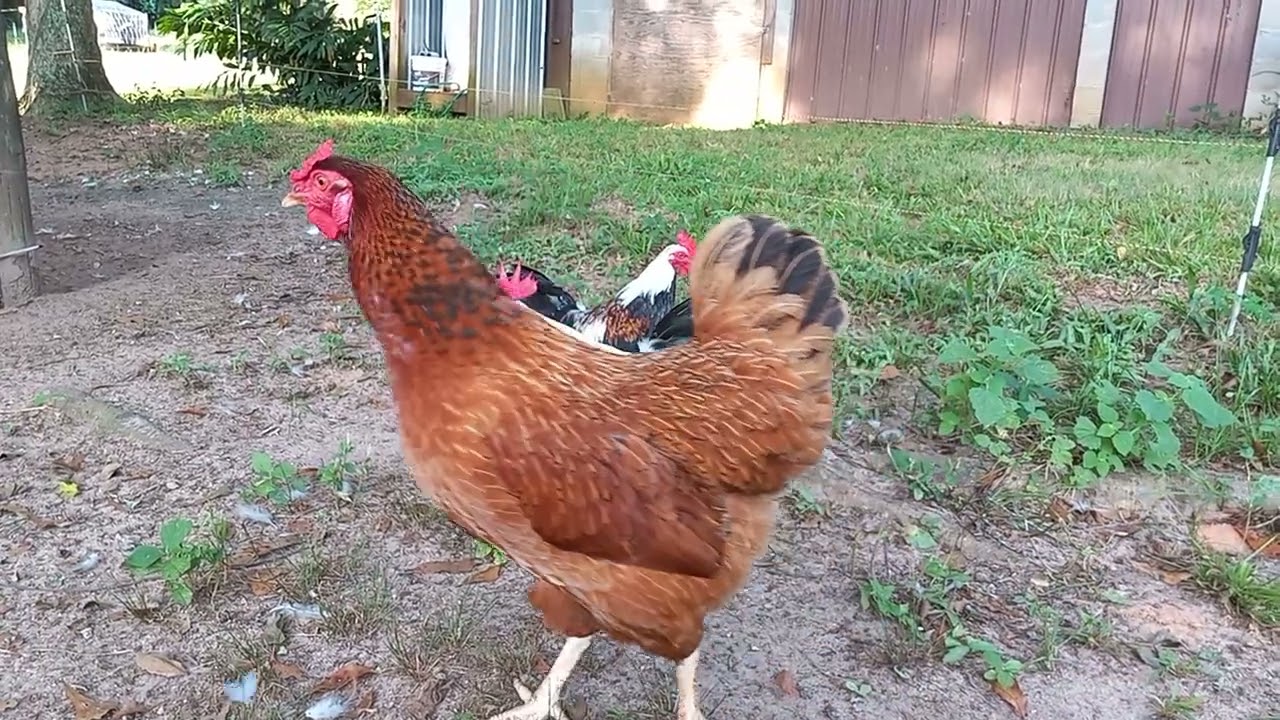 Tiny Dancer and Mr T decide to visit the juveniles inside the free range area