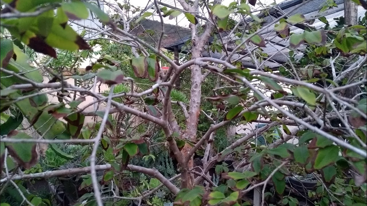 JABUTICABA SECANDO GALHOS E FOLHAS