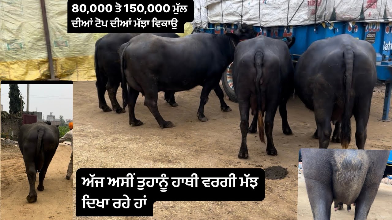 80,000 ਤੋਂ 150,000 ਮੁੱਲ ਦੀਆਂ ਮੱਝਾਂ ਵਿਕਾਉ ਅਤੇ ਇੱਕ ਹਾਥੀ ਵਰਗੀ ਮੱਝ