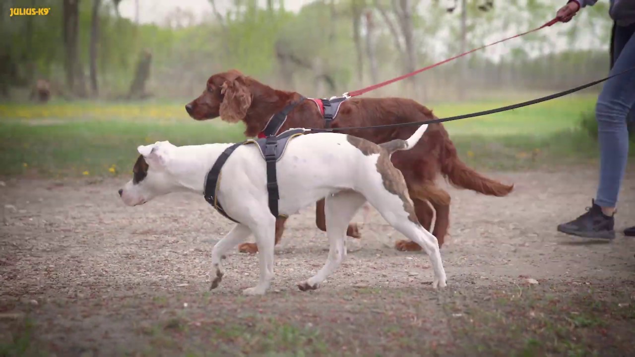 THe IDC Powerharness and IDC Longwalk Harness