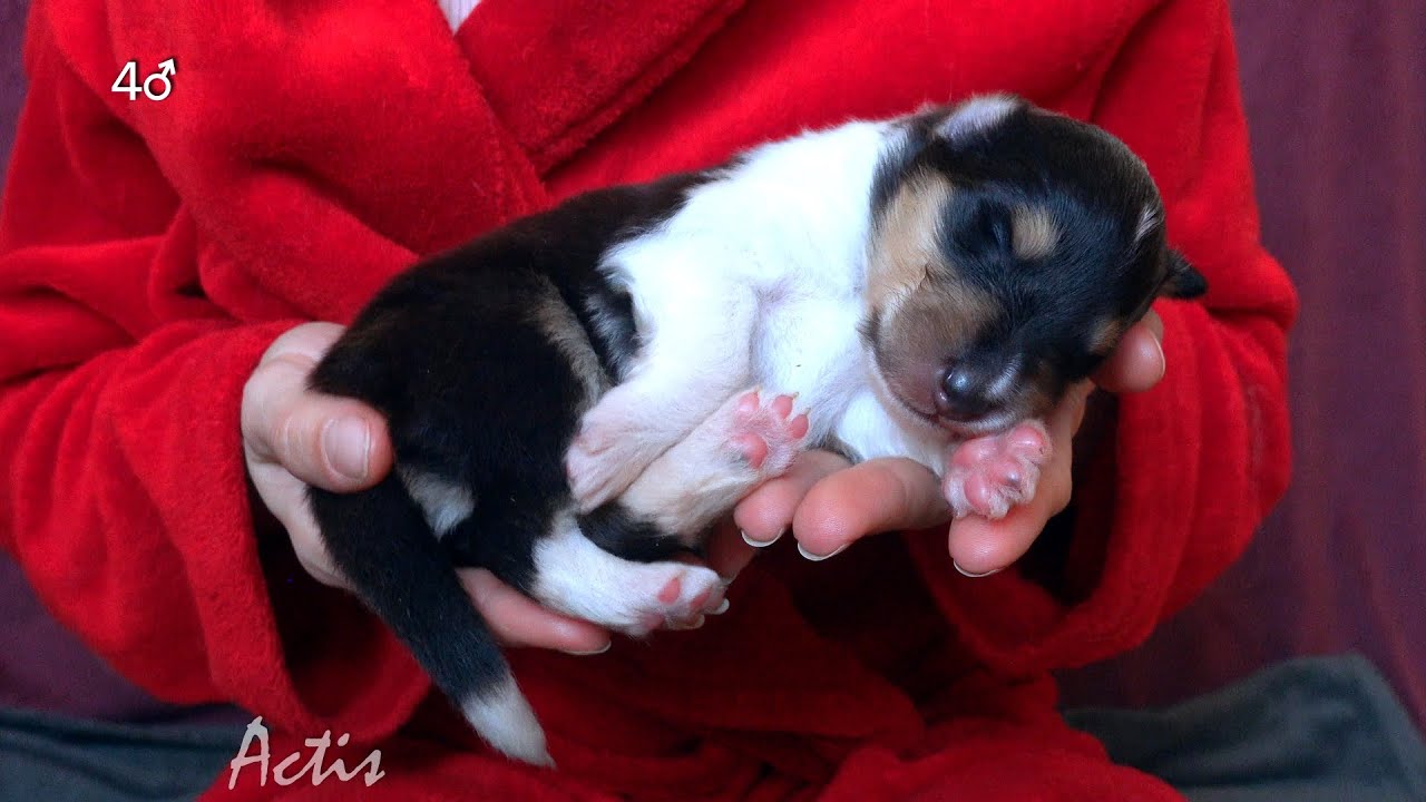 COLLIE rough puppy tricolour dog 04 (Queenie + Blunio) Owczarek Szkocki szczeniak pies tricolor
