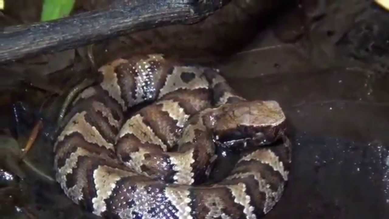 Field Herping the Midwest: Episode 1 (Shawnee National Forest)