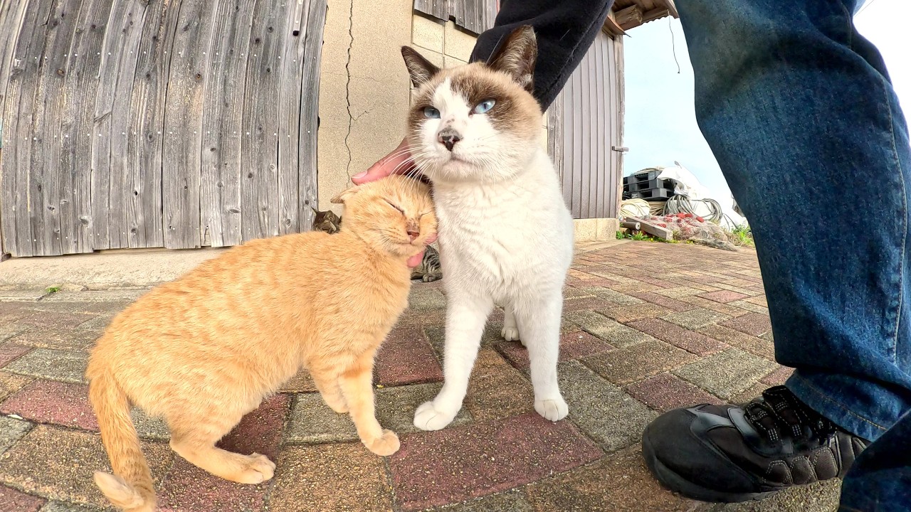 Кошка похожая на енота и котенок оранжевого цвета соревнуются за право взаимодействовать с людьми
