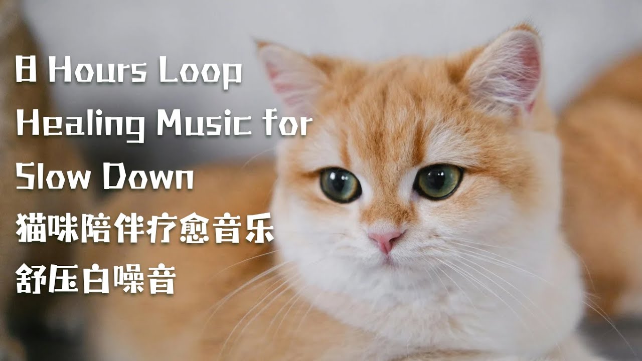 Cat Healing Music For Slow Down| Loop｜孤独的陪伴治愈繫放鬆輕音樂靜心專注不焦慮｜貓咪應激舒壓必听